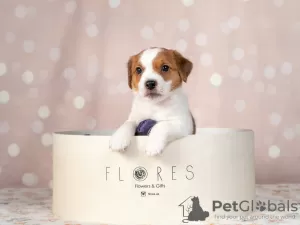 Photo №3. Jack Russell Terrier puppy for sale with excellent pedigree. Ukraine