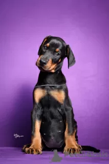 Photo №1. dobermann - for sale in the city of Ниш | negotiated | Announcement № 114771