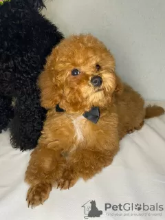 Photo №3. Toy Poodle puppy Red Brown boy. Ukraine