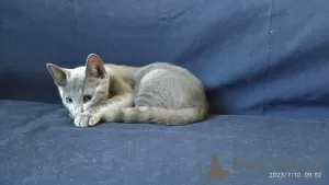 Additional photos: A boy kitten of the Russian Blue breed is looking for his loving parents