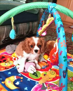 Photo №4. I will sell cavalier king charles spaniel in the city of Чита. breeder - price - 1302$