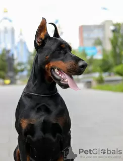 Additional photos: Doberman FCI