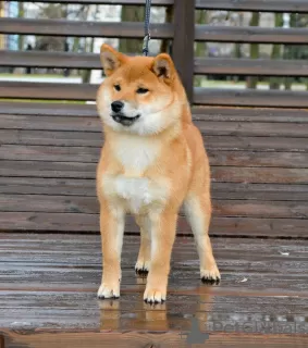 Photo №1. shiba inu - for sale in the city of Москва | 1302$ | Announcement № 6246