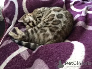 Additional photos: Bengal kittens