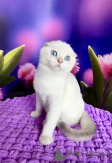 Additional photos: Scottish fold cat