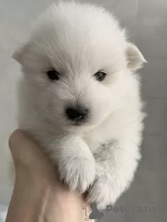 Additional photos: Japanese Spitz puppies