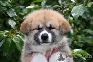 Photo №2 to announcement № 50488 for the sale of akita - buy in Ukraine breeder