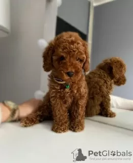 Additional photos: Dark red poodle with FCI pedigree