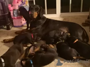 Photo №2 to announcement № 129259 for the sale of dobermann - buy in Switzerland breeder