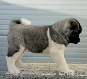 Additional photos: American Akita, puppies available