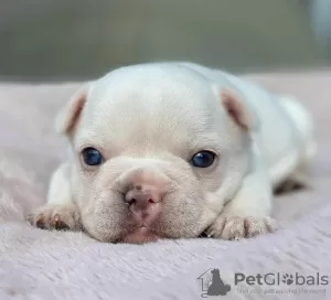 Additional photos: French Bulldog Puppies