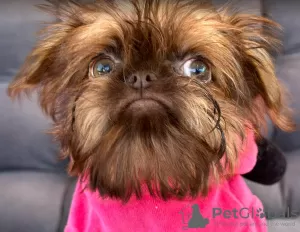 Photo №1. brussels griffon - for sale in the city of Belgrade | negotiated | Announcement № 105480