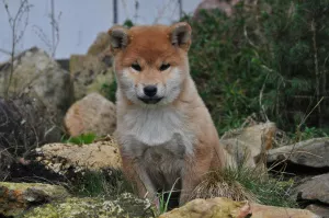 Photo №2 to announcement № 5051 for the sale of shiba inu - buy in Russian Federation breeder