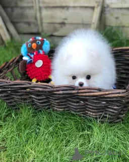 Photo №2 to announcement № 128806 for the sale of pomeranian - buy in Germany private announcement