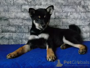 Photo №3. Shiba Inu (Shiba Inu) puppies. Ukraine