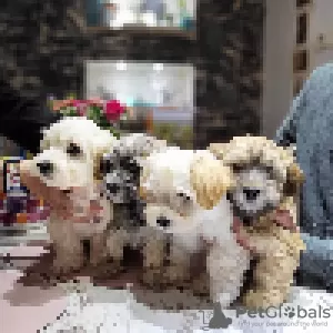 Additional photos: Havanese puppies