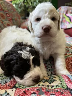 Additional photos: Lagotto Romagnolo puppies