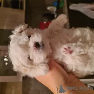 Additional photos: Mini Maltese