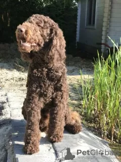 Photo №3. Standard Poodle brown stud dog. Germany