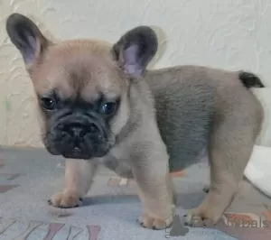 Photo №1. french bulldog - for sale in the city of Cherkasy | 700$ | Announcement № 8672