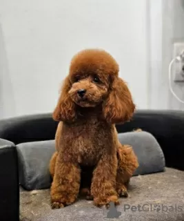 Additional photos: Toy Poodle and Miniature Poodle, puppies available