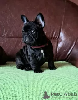 Additional photos: Cute adorable french bulldog puppies