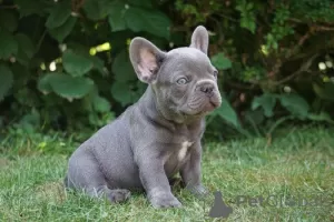 Photo №1. french bulldog - for sale in the city of Aachen | Is free | Announcement № 70864