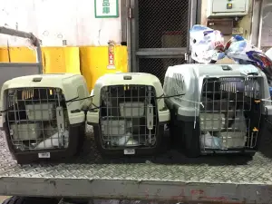 Photo №1. Services for the delivery and transportation of cats and dogs in the city of Moscow. Announcement № 1795