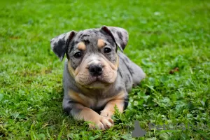 Photo №4. I will sell american bully in the city of Krško. breeder - price - 2113$