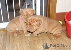 Photo №1. dogue de bordeaux - for sale in the city of Alavus | Is free | Announcement № 128227