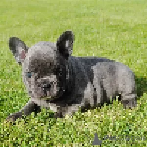 Photo №2 to announcement № 70883 for the sale of french bulldog - buy in Germany private announcement, breeder