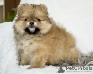 Photo №2 to announcement № 123897 for the sale of pomeranian - buy in Sweden private announcement