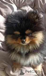 Photo №1. pomeranian - for sale in the city of Kraljevo | negotiated | Announcement № 104178