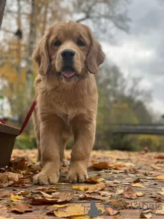 Photo №2 to announcement № 126804 for the sale of golden retriever - buy in Poland private announcement