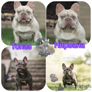 Photo №4. I will sell french bulldog in the city of St. Petersburg. from nursery - price - 2000$