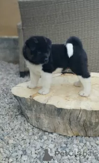 Additional photos: American Akita puppies