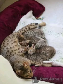 Photo №1. savannah cat - for sale in the city of Pittsburgh | 2000$ | Announcement № 11654