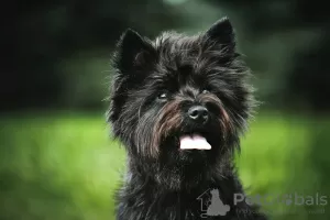 Photo №2 to announcement № 33353 for the sale of cairn terrier - buy in Lithuania breeder