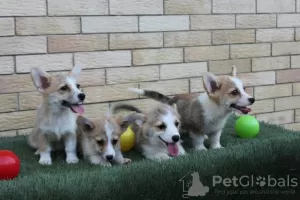 Additional photos: Welsh Corgi Pembroke puppies