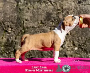 Additional photos: American Stafford Terrier puppies