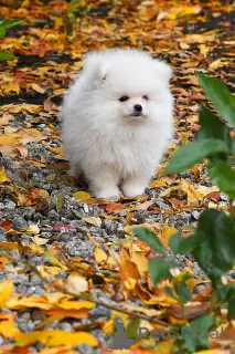 Additional photos: Exclusive pomeranian