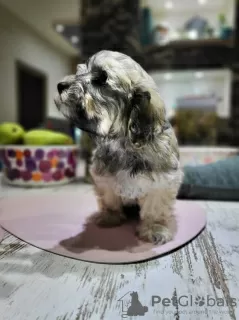 Additional photos: Havanese puppies