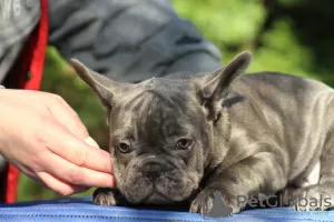 Additional photos: Exotic french bulldog puppies