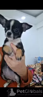 Additional photos: Mini Chihuahuas