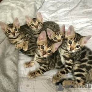 Photo №1. bengal cat - for sale in the city of Aalst | negotiated | Announcement № 121797