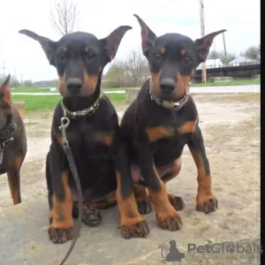 Photo №1. dobermann - for sale in the city of Lassing | 370$ | Announcement № 44032