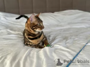 Additional photos: Gorgeous Bengal boy for breeding