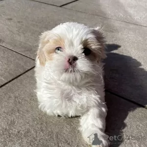 Photo №2 to announcement № 99692 for the sale of shih tzu - buy in United States private announcement, from nursery, from the shelter