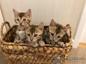 Photo №3. Home trained Bengal Cats kittens available for Adoption. Germany