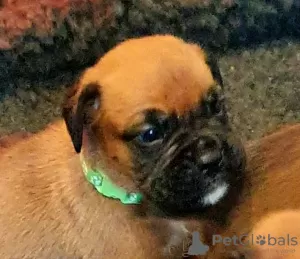 Photo №3. Boxer puppies for sale. United States